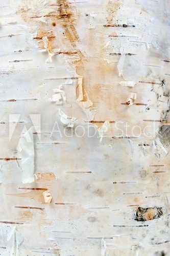 White Birch Tree Bark Texture  Styl skandynawski Fototapeta