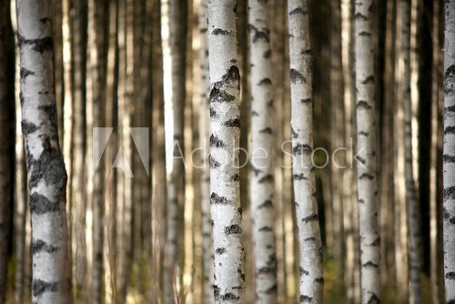 trunks of birch trees  Styl skandynawski Fototapeta