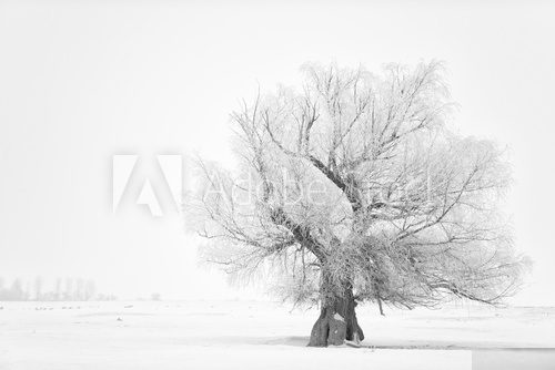 Piękna zimowa samotność  Styl skandynawski Fototapeta