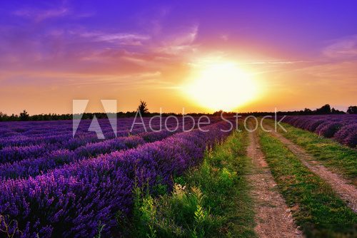 Lavender field  Obrazy do Salonu Obraz
