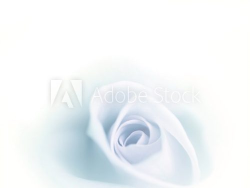 Błękit róży w czystej bieli Fototapety Pastele Fototapeta