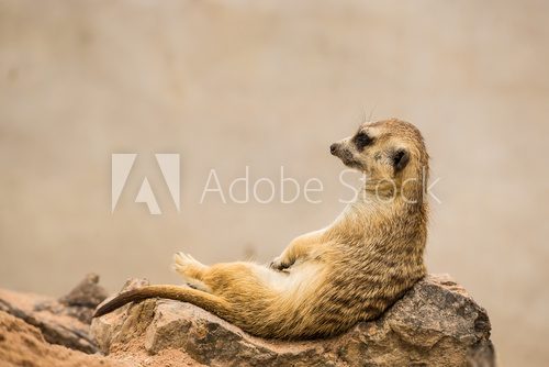 meerkat is sitting.  Afryka Fototapeta