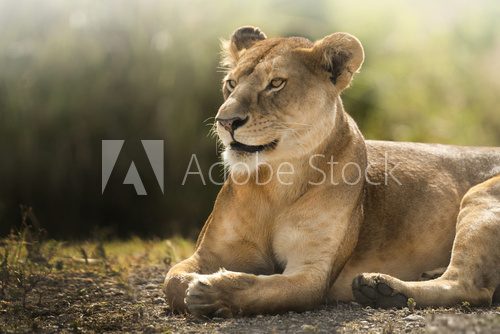 sguardo di leonessa  Afryka Fototapeta