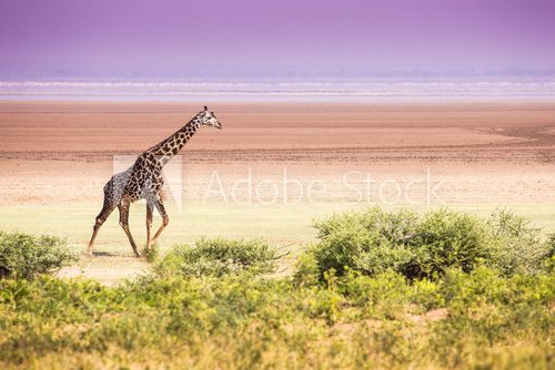 Giraffes in Lake Manyara national park, Tanzania  Afryka Fototapeta