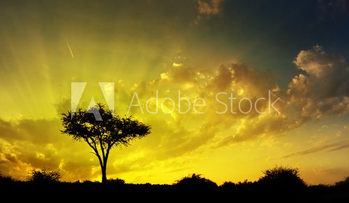 Beautiful savannah sunset, dramatic sky and thorn tree  Afryka Fototapeta