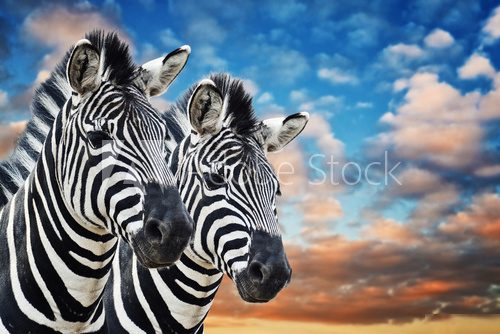 Zebras in the wild  Afryka Fototapeta