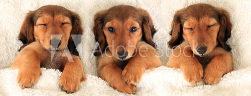 Three dachshund puppies  Zwierzęta Plakat