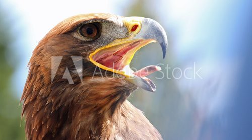 mighty Eagle with its beak wide open  Zwierzęta Plakat