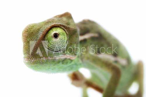 Beautiful baby chameleon as exotic pet, narrow focus on eyes  Zwierzęta Plakat