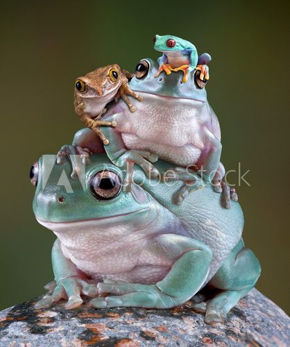 Frog Pile  Zwierzęta Plakat