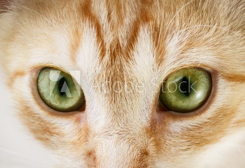 Cat eyes  Zwierzęta Plakat