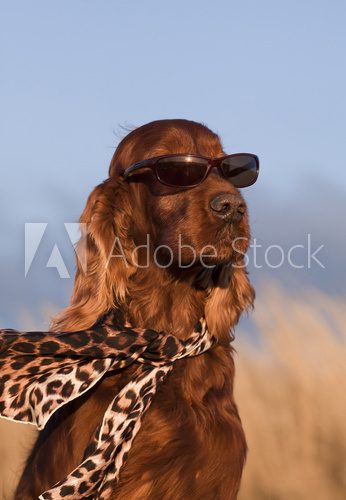 Funny fashionist dog - Iirsh Setter  Zwierzęta Plakat