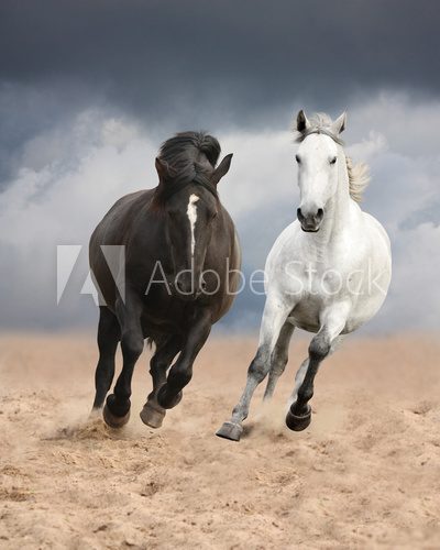 Black and white horses running wild  Zwierzęta Plakat