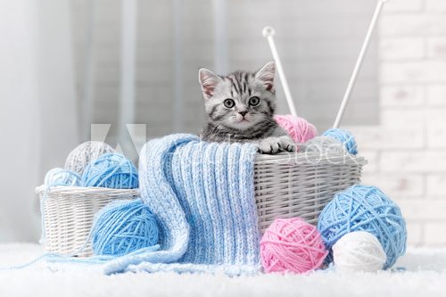 Kitten in a basket with balls of yarn  Zwierzęta Plakat