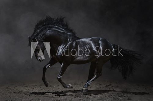 Galloping black horse on dark background  Zwierzęta Plakat