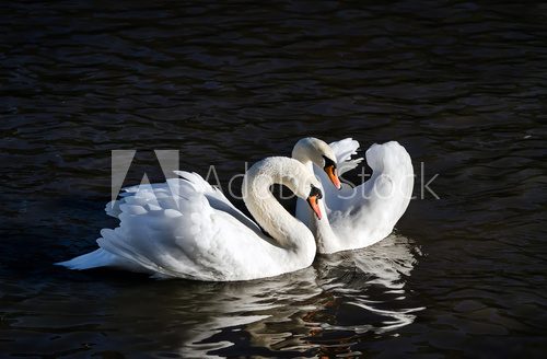 Swan love  Zwierzęta Plakat