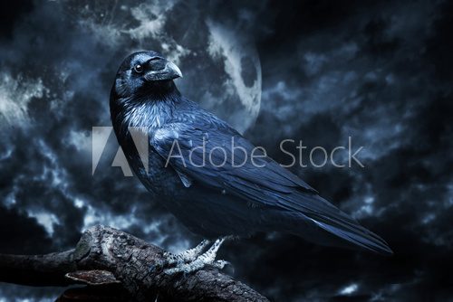 Black raven in moonlight perched on tree. Scary, creepy, gothic  Zwierzęta Plakat
