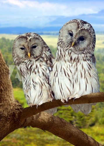 Two  Grey Owls on tree  Zwierzęta Plakat