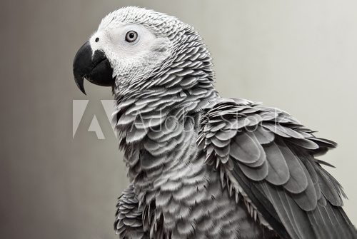 African Gray Parrot  Zwierzęta Plakat