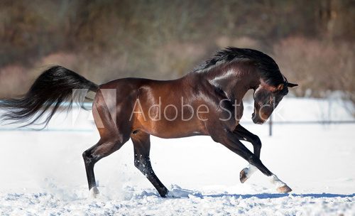 Horse running in the snow  Zwierzęta Plakat