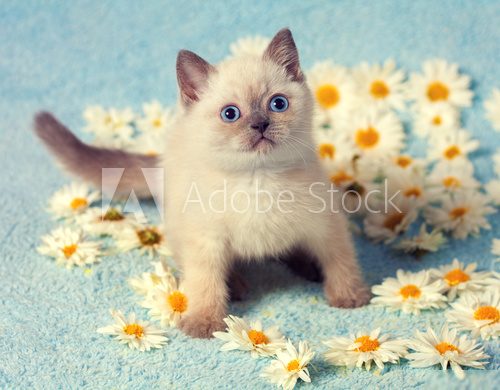 Cute little siamese kitten on chamomile flowers  Zwierzęta Plakat