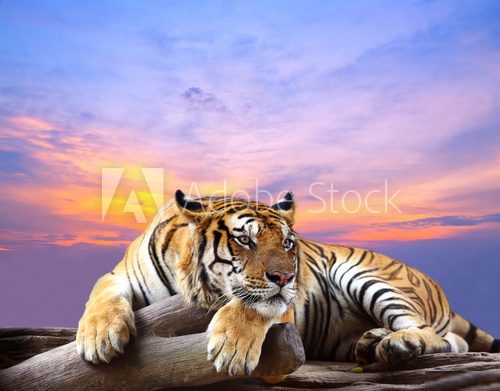 Tiger looking something on the rock with beautiful sky at sunset  Zwierzęta Plakat