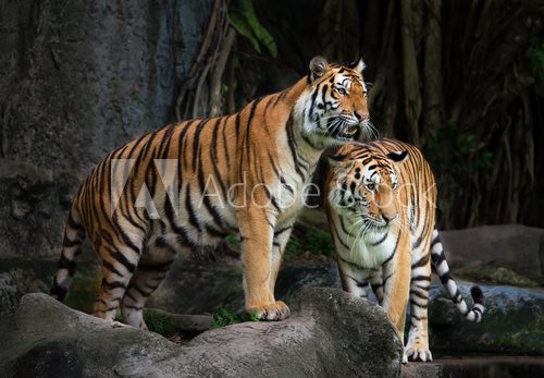 Portrait of a Royal Bengal tiger  Zwierzęta Plakat
