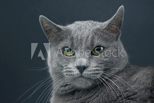 Cat  Zwierzęta Plakat