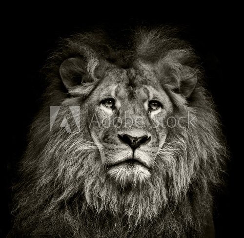 sad  lion  Zwierzęta Plakat