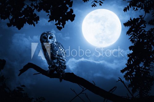 Owl Illuminated By Full Moon On Halloween Night  Zwierzęta Plakat