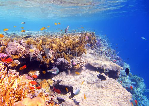 Coral and fish in the Red Sea Rafa koralowa Fototapeta