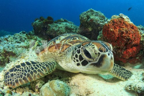 Green Turtle rubs shell against coral Rafa koralowa Fototapeta