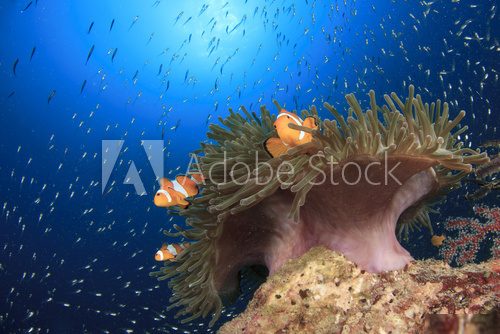 Clownfish (Nemo fish) and anemone Rafa koralowa Fototapeta