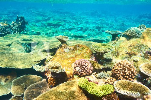 Coral reef at Maldives Rafa koralowa Fototapeta