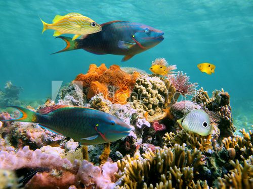 Multicolored underwater sealife Rafa koralowa Fototapeta
