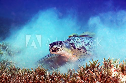 Turtle with Remora Rafa koralowa Fototapeta