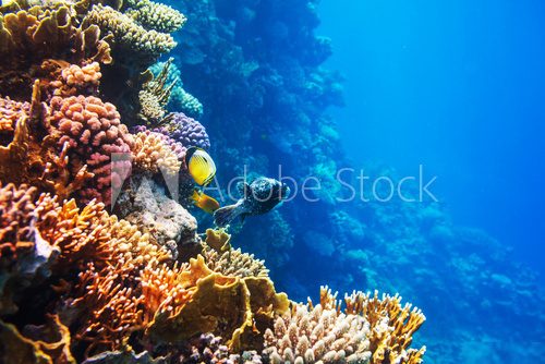 Coral fish Rafa koralowa Fototapeta