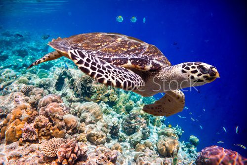 Hawksbill Turtle - Eretmochelys imbricata Rafa koralowa Fototapeta