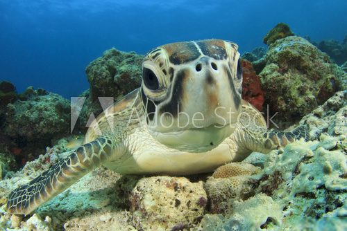Green Sea Turtle (Chelonia mydas) Rafa koralowa Fototapeta