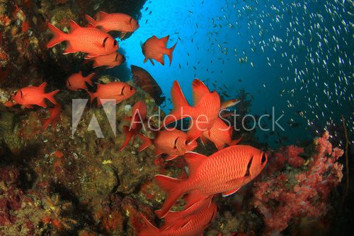 Tropical fish (Squirrelfish) on coral reef Rafa koralowa Fototapeta