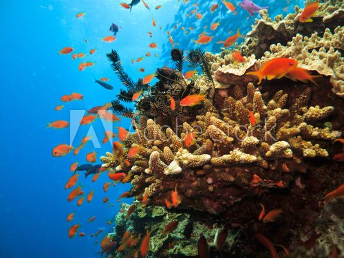 Coral on Great Barrier Reef Australia Rafa koralowa Fototapeta