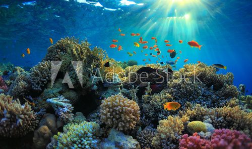 Underwater view Rafa koralowa Fototapeta