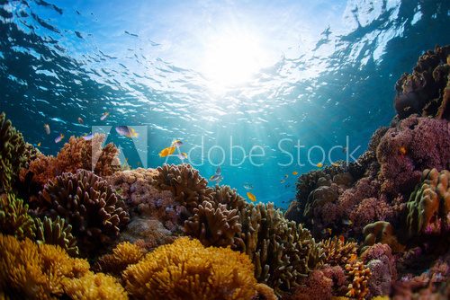 Indonesia Rafa koralowa Fototapeta