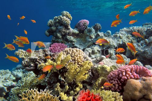 Underwater shoot of vivid coral reef with a fishes Rafa koralowa Fototapeta