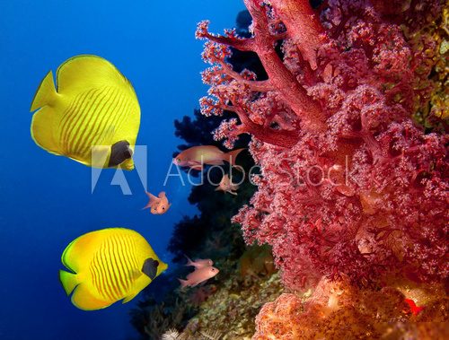 Coral reef and Masked Butterfly Fish Rafa koralowa Fototapeta