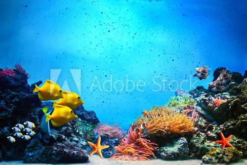 Underwater scene. Coral reef, fish groups in clear ocean water Rafa koralowa Fototapeta