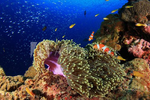 Anemone and clownfish in coral reef Rafa koralowa Fototapeta