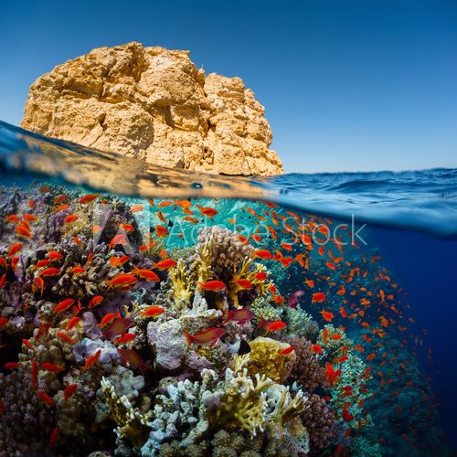 Red Sea Rafa koralowa Fototapeta