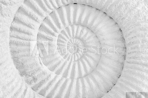ammonite prehistoric fossil Styl Marynistyczny Fototapeta