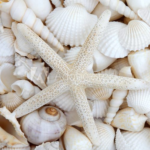 Starfish Beauty Styl Marynistyczny Fototapeta